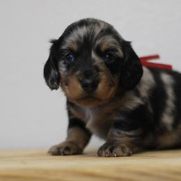 Gravy - Dapple male Dachshund puppy in Alto, Texas from Prima Dachshunds