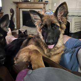 German Shepherd Puppies from Zwinger Vom Greifjäger