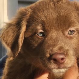 John B - Red Miniature Australian Shepherd puppy in Dalton City, Illinois from AA Aussies