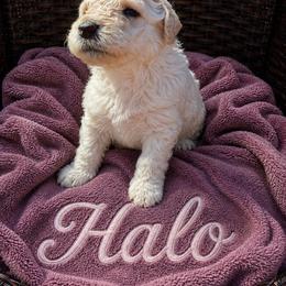 Halo - Cream female Poodle puppy in Washington, Pennsylvania from Patriotic Poodles