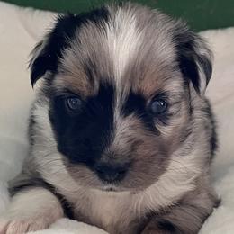 Virgil - Blue merle male Miniature Australian Shepherd puppy in Godley, Texas from Nana and Paws Aussies