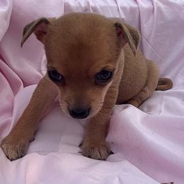 Dallas - Red female Chihuahua puppy in Scranton, South Carolina from The Magnolia Pawlor, LLC