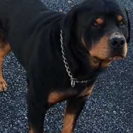 Rottweilers from Turn Around Hounds