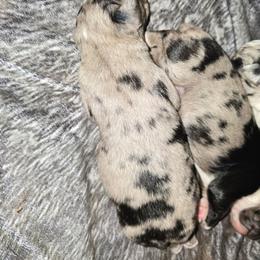 Willow - Blue merle female Miniature Australian Shepherd puppy in Arlington, Texas from CopperHead Aussies