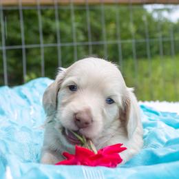Cosmo - Cream male Dachshund puppy in Excel, Alabama from CJ’s Little Palace
