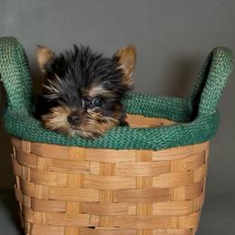 Jack - Black and gold male Yorkshire Terrier puppy in San Diego, California from BC Breeders Association