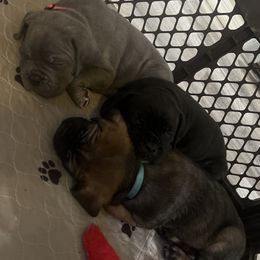 Cane Corso Puppies from Valyrian Cane Corsos