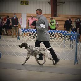 German Shorthaired Pointer All Grown Up from Pinecrest German Shorthair Pointers