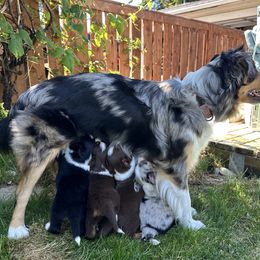 Miniature Australian Shepherd Puppies from Iris’ Island Oasis