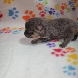 Cupid - Blue and tan male Pomeranian puppy in Weatherford, Texas from Jeweled Poms