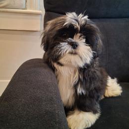 Shadow - Black and white male Shih Tzu puppy in Lebanon, Pennsylvania from Stoney Acre Farms