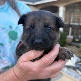 Female 1 - Sable female German Shepherd puppy in Natalia, Texas from Sudenblick German Shepherds