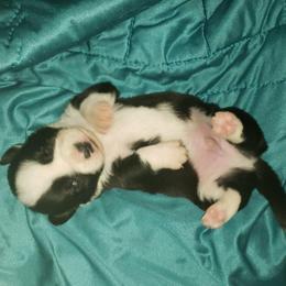 Dark Brindle Black Boy - Brindle and white male Cardigan Welsh Corgi puppy in Myton, Utah from Cardigan Corgi Cuties 💓