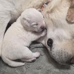 Labrador Retriever Puppies from Kingridge Kennels