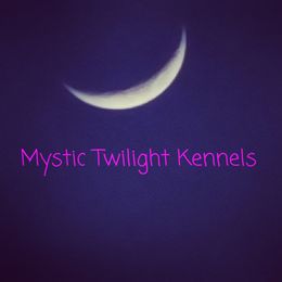 Dachshunds from Mystic Twilight Kennels