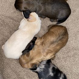 Dachshund Puppies from Marble Dachshunds