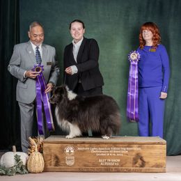 Gummy Bear - Shetland Sheepdog