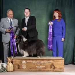 Gummy Bear - Shetland Sheepdog