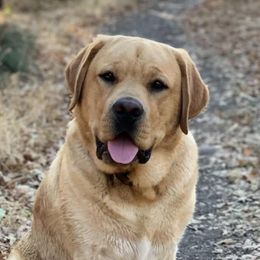 Labrador Retrievers from Bel Amour
