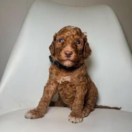 Simba - Black Band Boy - Apricot male Poodle puppy in Plainfield, New Jersey from Caris Paws Poodles and Labradoodles