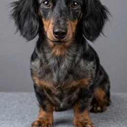 Rosie - Dachshund