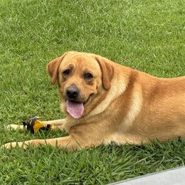 Chief - Yellow male Labrador Retriever puppy in Monticello, Arkansas from Wings N Whistles