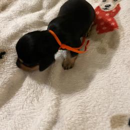 Orange girl - Black and tan female Dachshund puppy in Harriet, Arkansas from B&K Dachshunds