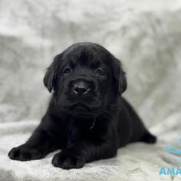 Blue - Black male Labrador Retriever puppy in Beaverdam, Virginia from Riverside Sunset Labrador Retrievers