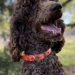 Aussiedoodles from Sandy Snout Doodles