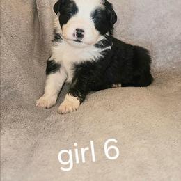 Girl 6 - Black tri-color female Australian Shepherd puppy in Kingman, Arizona from Waggin Bow Mini Aussies