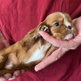 1Boy - Ruby male Cavalier King Charles Spaniel puppy in Pocatello, Idaho from Sarah's Cavachons, Bichons & King Charles Cavalier Spaniels