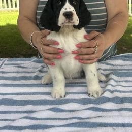 Tess - Black and white female English Springer Spaniel puppy in Thompson, Connecticut from Chivalry English Springer Spaniels
