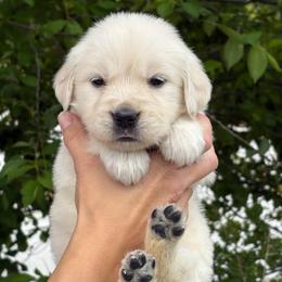 Pink Collar Girl - Light golden female Golden Retriever puppy in Utah from Deseret Peak Goldens