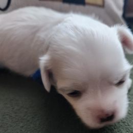 Maltese Puppies from Arizona Maltese Gems