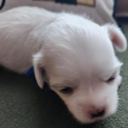 Maltese Puppies from Arizona Maltese Gems