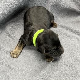 Boy 2-green - Black and tan male German Shepherd puppy in Sharon Grove, Kentucky from Julie’s Shepherds