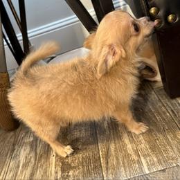 Smiley 4,400 - Blue fawn male Chihuahua puppy in Summerfield, Florida from Uey’s Chihuahuas