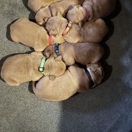 Golden Retriever Puppies from Star City Goldens