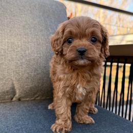 Toby - Red male Cavapoo puppy in Midland, North Carolina from Rocky River Cavapoos