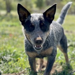 Australian Cattle Dog Puppies from Tin Roof Australian Cattle Dogs