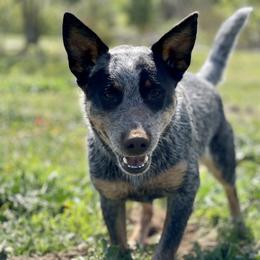Australian Cattle Dog Puppies from Tin Roof Australian Cattle Dogs