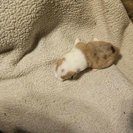 American Corgi Puppies from GC Farms Corgis