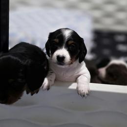 Dachshunds from Pampered in Paradise miniature dachshunds