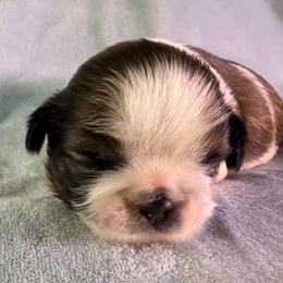 Boy 2 - male Shih Tzu puppy in Winston Salem, North Carolina from Little Miracles Shih Tzu