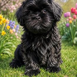 Clara - Black female Shih Tzu puppy in Claremont, California from Lovable Shih Tzus