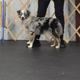Delilah - Toy Australian Shepherd