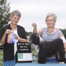 Tibetan Terriers from Welcome to Legacy Tibetan Terriers