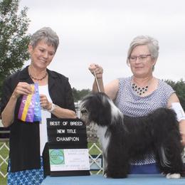 Tibetan Terriers from Welcome to Legacy Tibetan Terriers