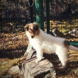 Grace - White female Collie puppy in Nine Mile Falls, Washington from Glenelg Collies