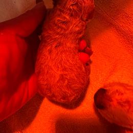 Woody - Red  male Poodle puppy in Kentucky from Deerly Poodles